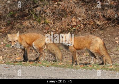 Fox cubs an der Straße und über die Straße Stockfoto