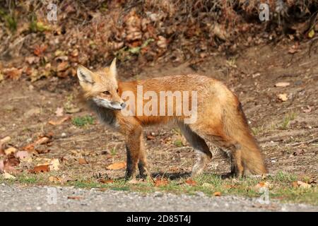 Fox cubs an der Straße und über die Straße Stockfoto