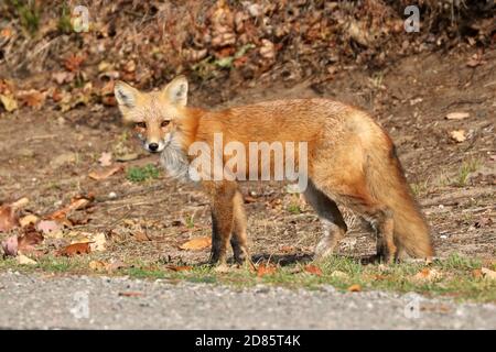 Fox cubs an der Straße und über die Straße Stockfoto