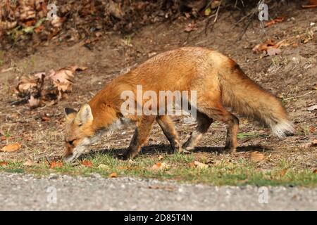 Fox cubs an der Straße und über die Straße Stockfoto