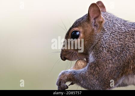 Wildes Ostgrauhörnchen (Sciurus carolinensis), das eine Erdnussschote, Arachis hypogaea, isst Stockfoto