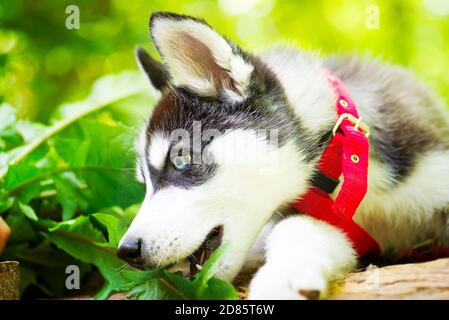 Niedlicher kleiner Welpe von siberian Husky in einer roten Hundeleine sitzt auf einer unbefestigten Straße im Wald auf einem verschwommenen grünen Pflanzenhintergrund, Kopierraum. Stockfoto