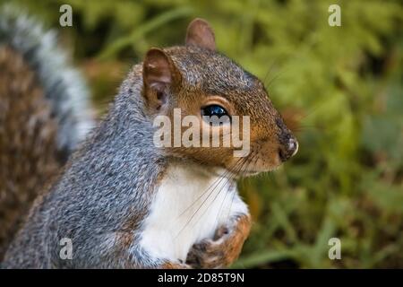 Wildes Ostgrauhörnchen (Sciurus carolinensis) im Schatten, vorsichtig mit den Pfoten an der Brust stehend Stockfoto