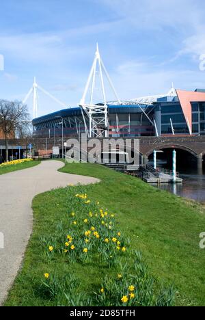 Narzissen neben Taff Trail und River Taff mit dem Millennium Stadium in der Ferne, Cardiff, S. Wales. Stockfoto