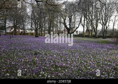 Corsehill Park, Ayr, Ayrshire, Schottland, Großbritannien. Der South Ayrshire Council hat einen öffentlichen Park und einen Garten mit violetten und weißen Crocus-Pflanzen unterhalten Stockfoto