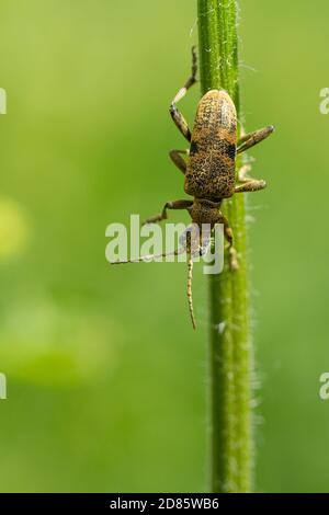 Schwarzfleckiger Longhorn-Käfer, Rhagium mordax Stockfoto