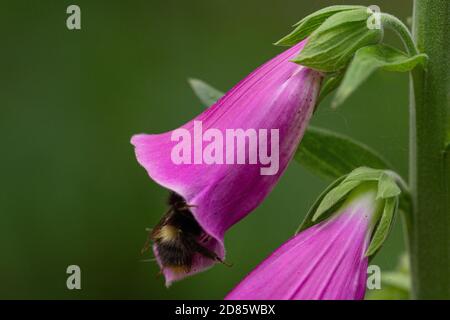 Frühe Bumblebee, die eine Foxglove-Blume besucht Stockfoto