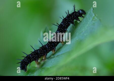 Seitenansicht einer einzelnen Pfauenschmetterling-Raupe (Aglais io) auf einem Efeu-Blatt. Sommer, England Stockfoto