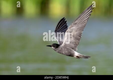 Schwarze Seeschwalbe (Chlidonias niger), Erwachsene im Flug, Kampanien, Italien Stockfoto