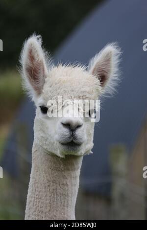 Alpaka Portr t ein kleiner Tier als das Lama Stockfotografie Alamy