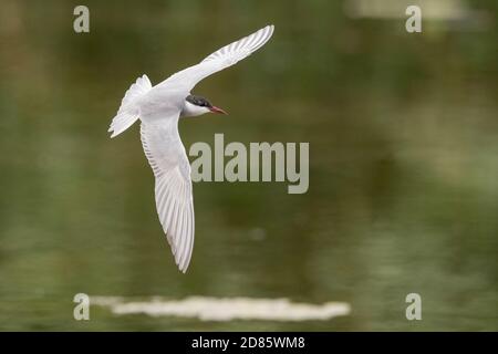 Whiskered Tern (Chlidonias hybrida), Erwachsene im Flug, Kampanien, Italien Stockfoto