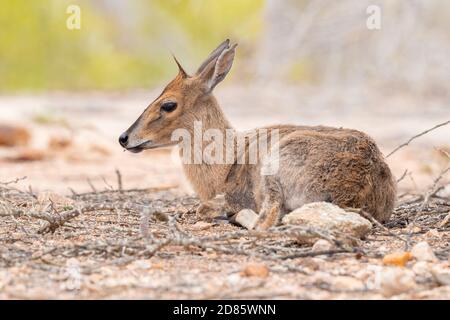 Gewöhnlicher Duiker (Sylvicapra grimmia), Erwachsene Frau, die auf dem Boden sitzt, Mpumalanga, Südafrika Stockfoto