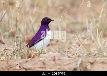 Violet-backed Starling (Cinnyricinclus leucogaster), Seitenansicht eines Erwachsenen, der auf dem Boden steht., Mpumalanga, Südafrika Stockfoto