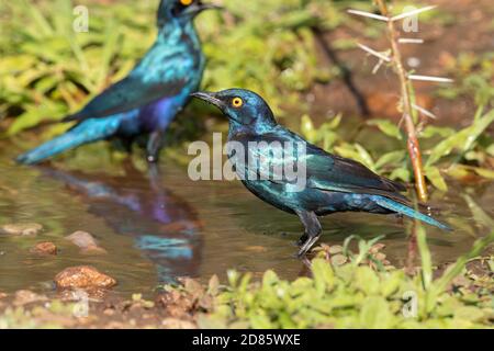 Cape Starling (Lamprotornis niens), Seitenansicht eines Erwachsenen, der in einem Pool steht, Mpumalanga, Südafrika Stockfoto