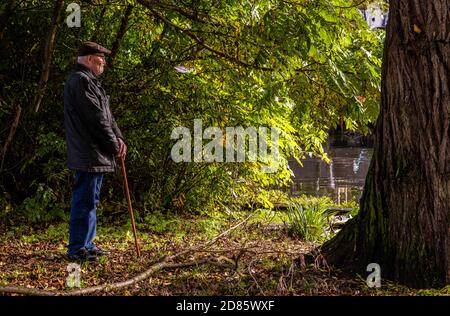Älterer Mann mit Gehstock in Bäumen, Norwich, Norfolk, Großbritannien Stockfoto