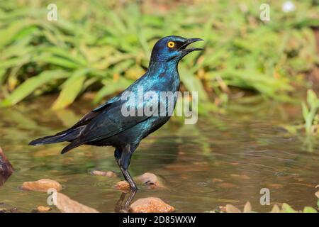 Cape Starling (Lamprotornis niens), Seitenansicht eines Erwachsenen, der in einem Pool steht, Mpumalanga, Südafrika Stockfoto