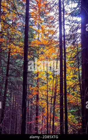 Die Farben des Herbstes. Schöne orange und gelbe Blätter in einen sonnigen Tag in einen Bergwald. Stockfoto