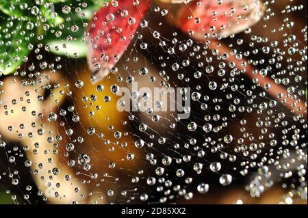 Tautropfen in einem Spinnennetz Stockfoto