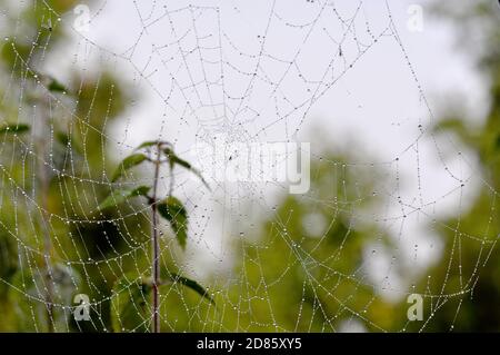 Tautropfen in einem Spinnennetz, das in der Vegetation hängt Stockfoto