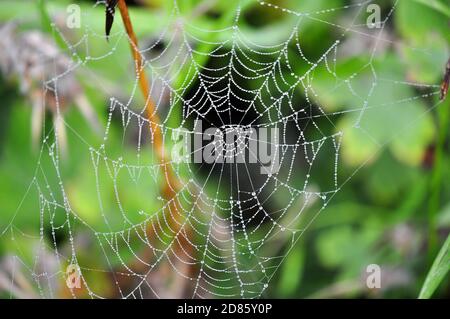 Tautropfen in einem Spinnennetz, das in der Vegetation hängt Stockfoto