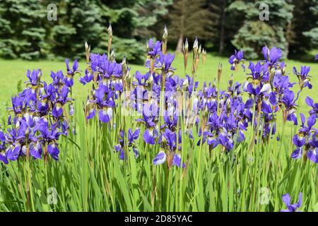 Gruppe von blauen Sibirischen Iris Blüte im Garten Stockfoto