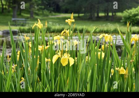 Gelbes Wasser Iris pseudacorus wächst an einem Teich Stockfoto
