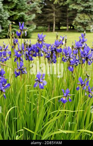 Gruppe von blauen Sibirischen Iris Blüte im Garten Stockfoto