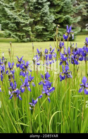 Gruppe von blauen Sibirischen Iris Blüte im Garten Stockfoto