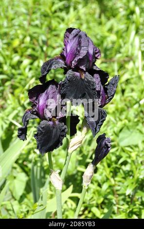 Dunkelviolette Iris in einem Garten Stockfoto