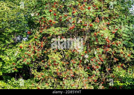 Gebirgsasche (Eberesche, Sorbus), Laubbaum der Rosenfamilie, mit zusammengesetzten Blättern und roten Beeren im Beskid-Gebirge, Polen. Stockfoto