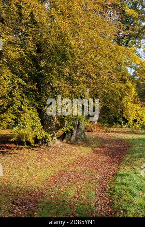 Herbstlaub am Thorp Perrow Arboretum, nahe Bedale Stockfoto