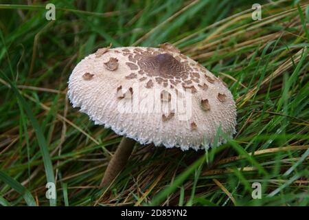 Kite Pilz im Wald. Bio-Lebensmittel in wilder Natur. Stockfoto