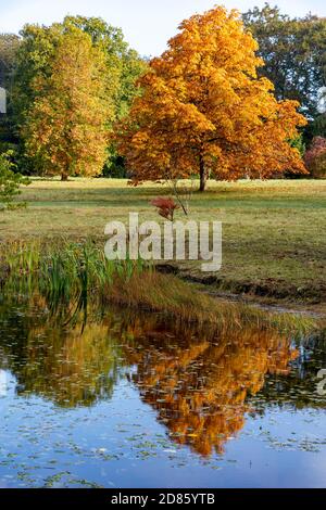 Herbstlaub am Thorp Perrow Arboretum, nahe Bedale Stockfoto