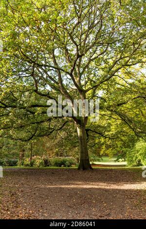 Herbstlaub am Thorp Perrow Arboretum, nahe Bedale Stockfoto