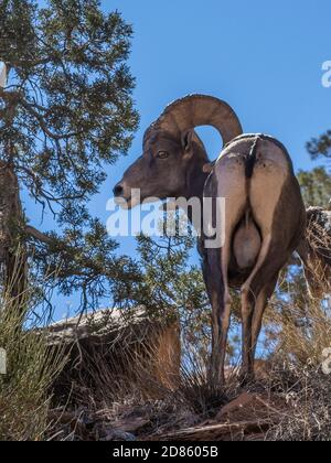 Bighorn RAM, Monument Canyon Trail, Colorado National Monument in der Nähe von Grand Junction, Colorado. Stockfoto