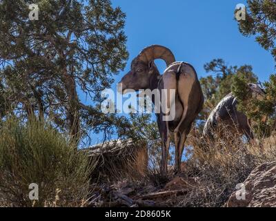 Bighorn RAM, Monument Canyon Trail, Colorado National Monument in der Nähe von Grand Junction, Colorado. Stockfoto