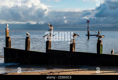 Möwen auf Groynes auf Meeresbrechern, Southwold, Suffolk, Großbritannien Stockfoto