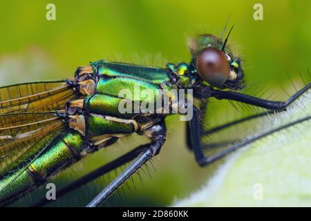 Nahaufnahme der Weibchen gebänderten demoiselle damselfly (Calopteryx splendens) auf der Pflanze thront. Tipperary, Irland Stockfoto