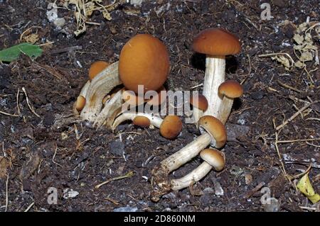 Pappelpilz (Cyclocybe aegerita) Nahaufnahme Stockfoto