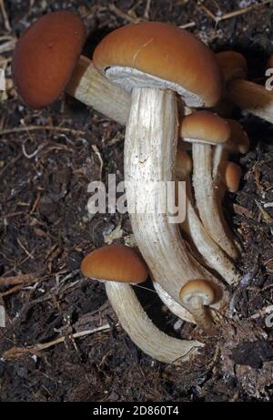 Pappelpilz (Cyclocybe aegerita) Nahaufnahme Stockfoto