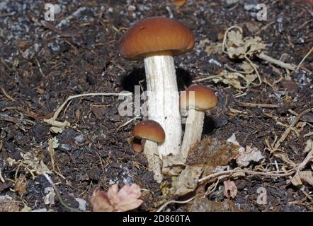 Pappelpilz (Cyclocybe aegerita) Nahaufnahme Stockfoto