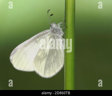 Kryptisches Holz Weißer Schmetterling (Leptidea juvernica) auf Grasstamm thront. Tipperary, Irland Stockfoto