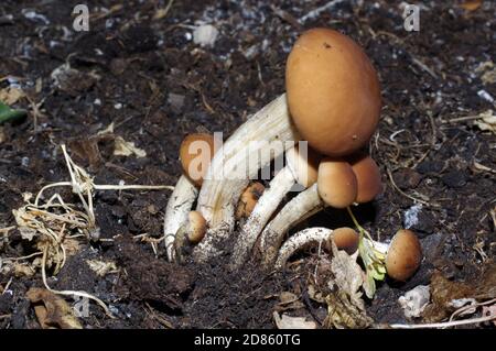 Pappelpilz (Cyclocybe aegerita) Nahaufnahme Stockfoto