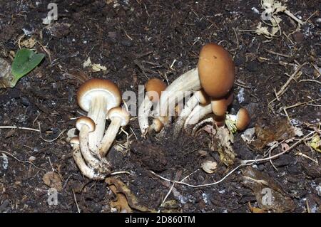 Pappelpilz (Cyclocybe aegerita) Nahaufnahme Stockfoto