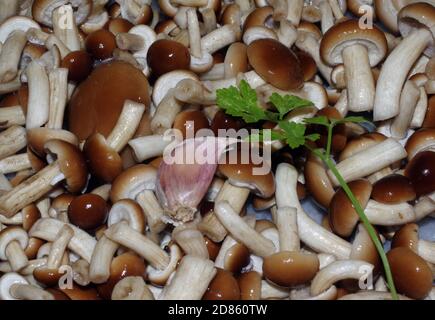 Pappelpilz (Cyclocybe aegerita) Nahaufnahme Stockfoto