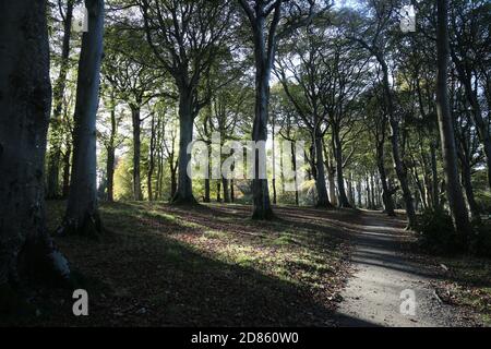 Ayr, Schottland, 29. Oktober 2019 Belleisle Park Credit : Alister Firth Stockfoto