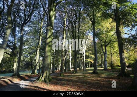 Ayr, Schottland, 29. Oktober 2019 Belleisle Park Credit : Alister Firth Stockfoto