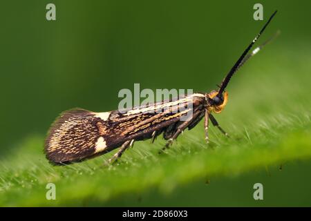 Esperia sulfurella Motte bei der Ruhe auf Pflanzenblatt. Tipperary, Irland Stockfoto