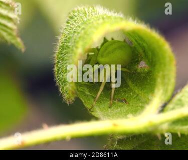 Weibliche Krabbenspinne (Misumena vatia) in den Prozess des Rollens ein Brambleaf, so dass es seine Eier legen kann.. Tipperary, Irland Stockfoto