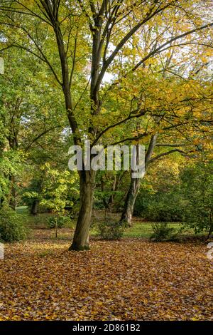 Herbstlaub am Thorp Perrow Arboretum Stockfoto